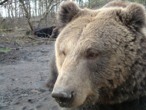 un-barbat-din-bacau-a-fost-atacat-de-urs-ce-a-facut-fiul-lui-este-incredibil-356753