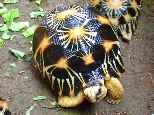 Tortoise-radiata