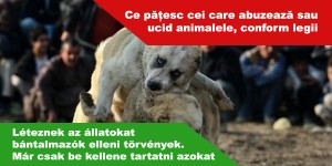 Léteznek-az-állatokat-bántalmazók-elleni-törvények