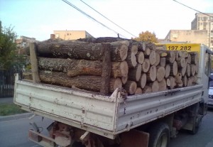 lemne-furt-dej